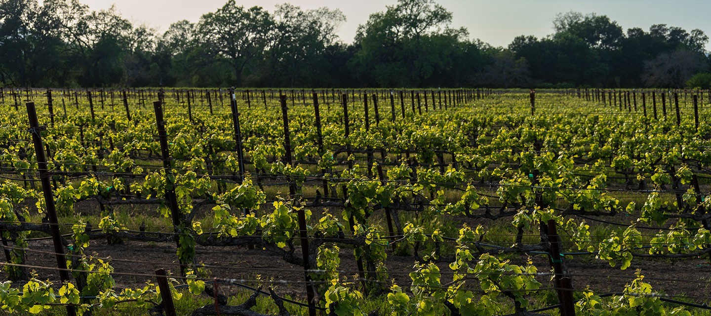 Migration Wolfe Vineyard Feature Image